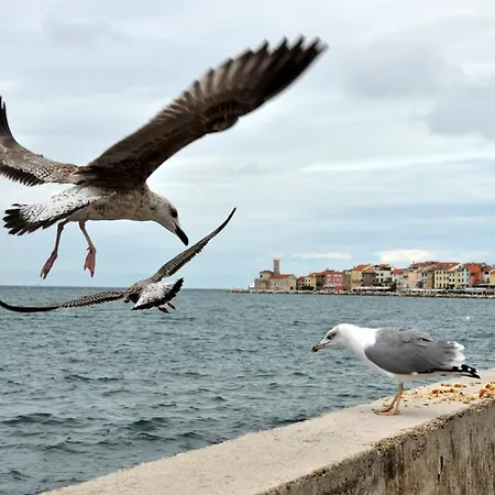 Istrian Embrace, Kizin House - Cozy Apartments Apartman *