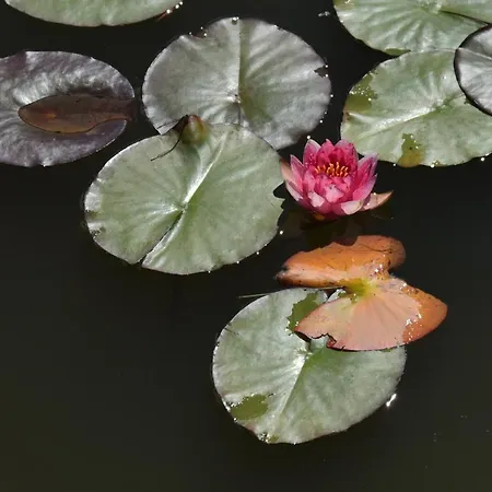 Istrian Embrace, Kizin House - Cozy Apartments *