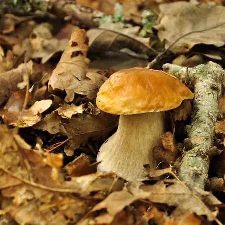 Istrian Embrace, Kizin House - Cozy Apartments Apartman *