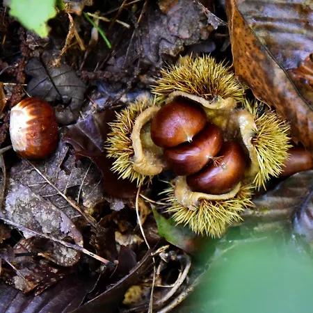 Istrian Embrace, Kizin House - Cozy Apartments Apartman Brezovica pri Gradinu