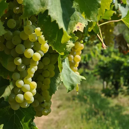 Istrian Embrace, Kizin House - Cozy Apartments Brezovica pri Gradinu