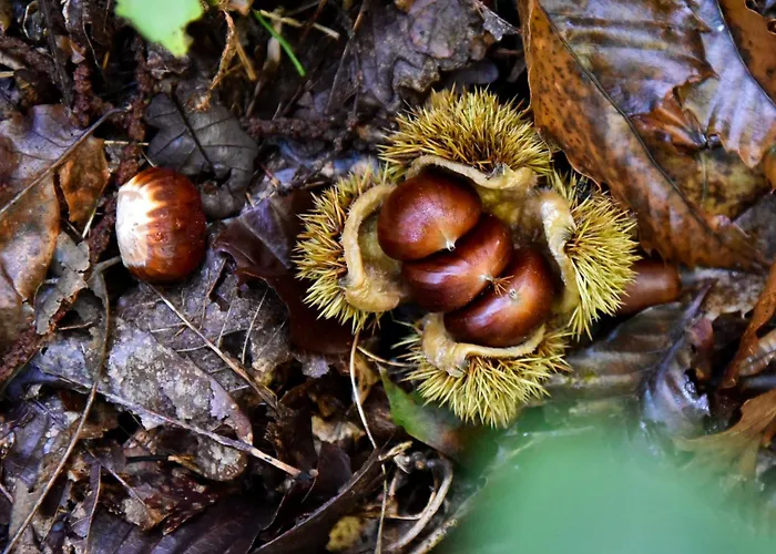 Istrian Embrace, Kizin House - Cozy شقة Brezovica pri Gradinu
