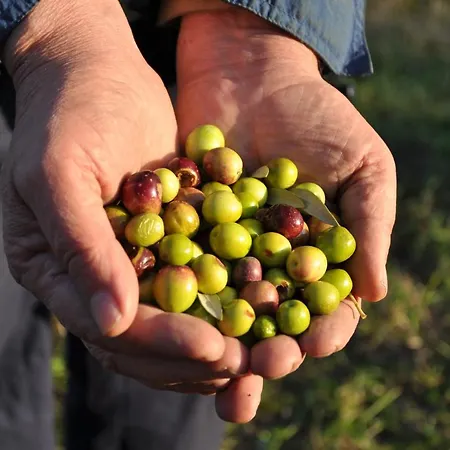 Istrian Embrace, Kizin House - Cozy Apartments
