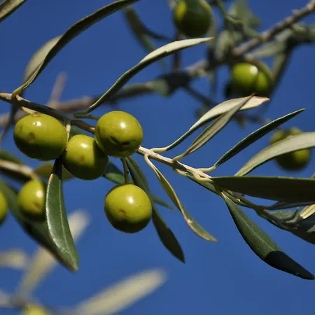 Istrian Embrace, Kizin House - Cozy Apartments Daire Brezovica pri Gradinu