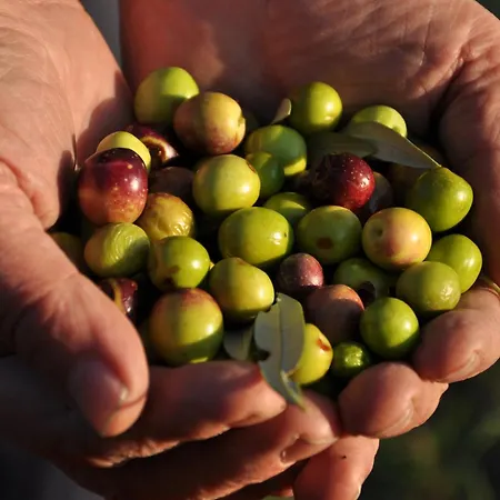 Istrian Embrace, Kizin House - Cozy Apartments *