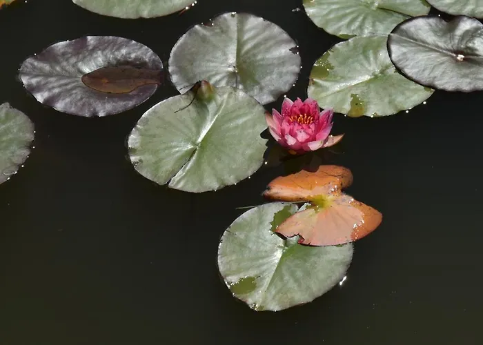 Istrian Embrace, Kizin House - Cozy Apartments *