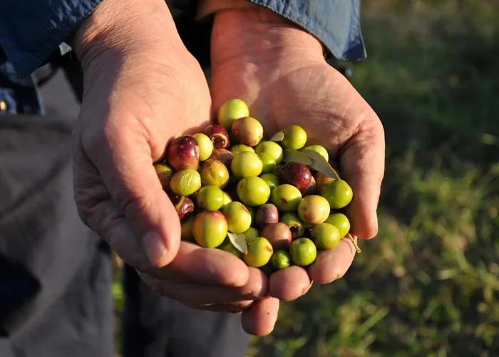 Istrian Embrace, Kizin House - Cozy