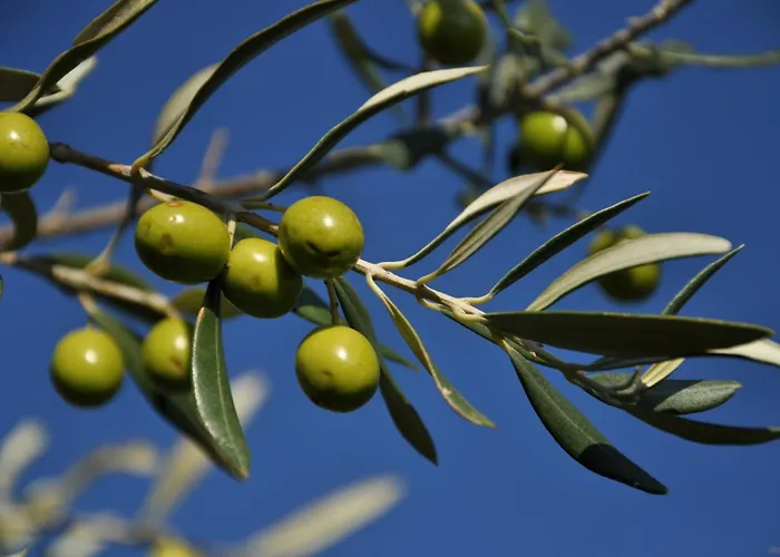 Istrian Embrace, Kizin House - Cozy Apartments Apartament Brezovica pri Gradinu