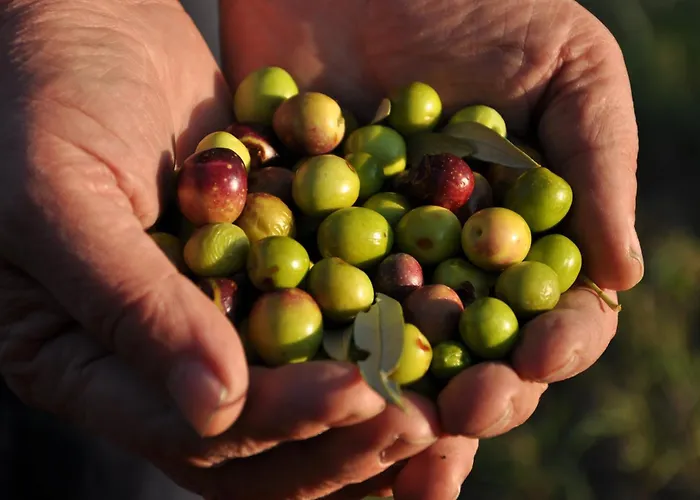 Istrian Embrace, Kizin House - Cozy Apartments *