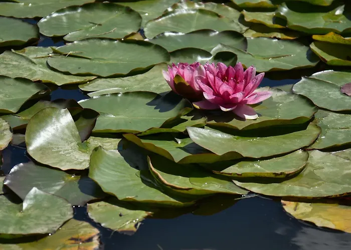 Istrian Embrace, Kizin House - Cozy Apartments *