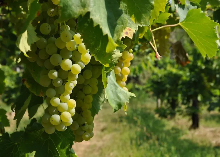 Istrian Embrace, Kizin House - Cozy Apartments Brezovica pri Gradinu